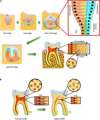 Aging and Senescence of Dental Pulp and Hard Tissues of the Tooth